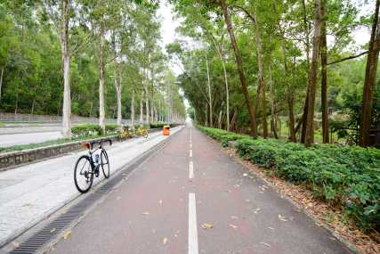 A beautiful lane with tall tree on the sides - Ting Kok Road